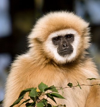 Emerald Forest - Help Protect The Rainforest